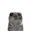 crazykyogreREAL