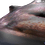 Nociourys Nociourys